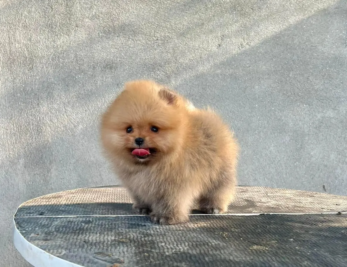 Toy Pom Puppies Available For Sale In India Breed N Breeder Toy Pom Puppies Available For Sale In India Breed N Breeder