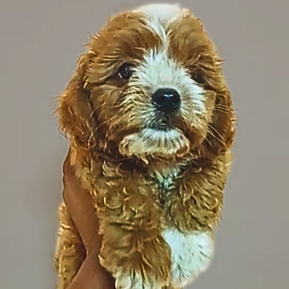 Maltipoo