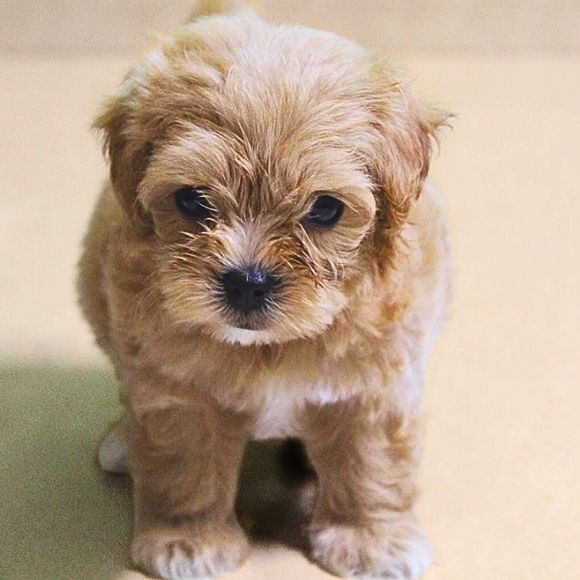 Maltipoo