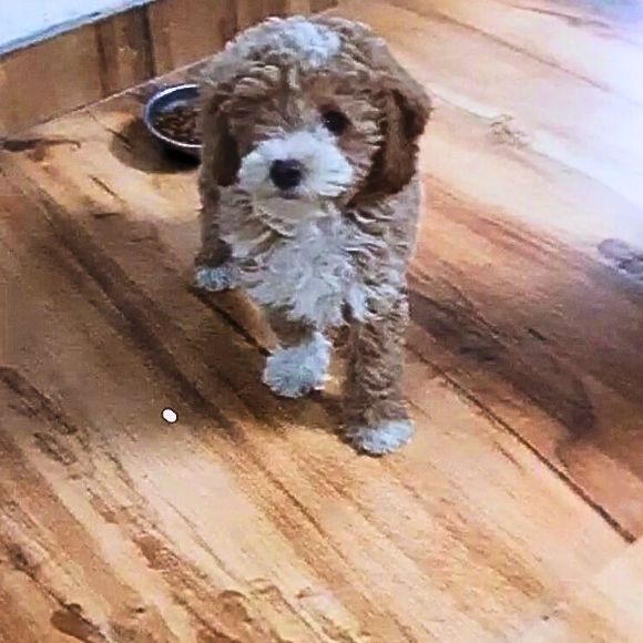 Maltipoo