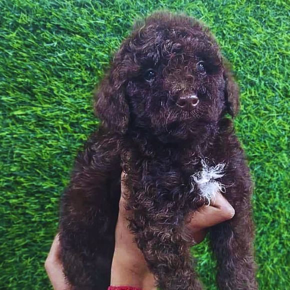 Maltipoo