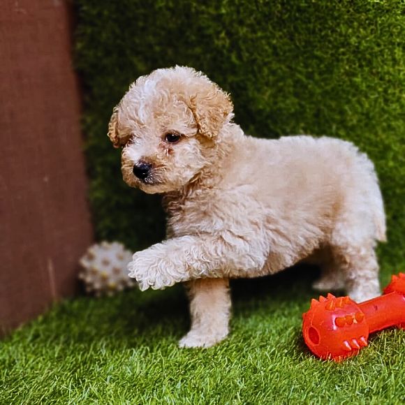 Maltipoo