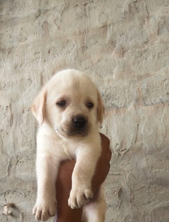 Labrador Retriever