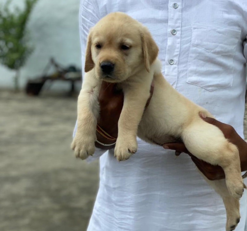 Labrador Retriever