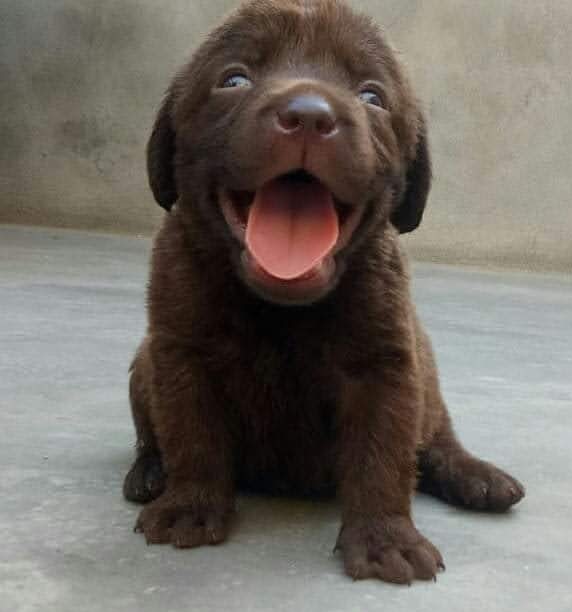 Labrador Retriever