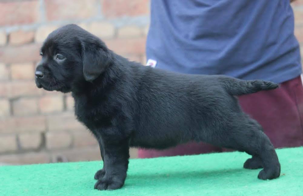 Labrador Retriever