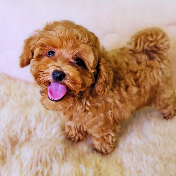 Poodle