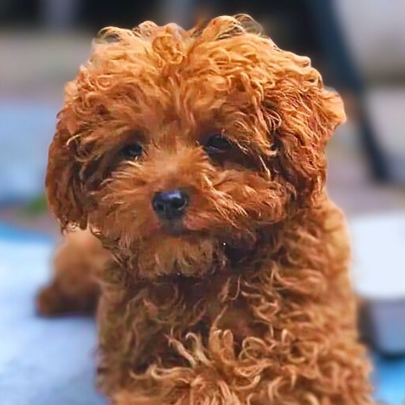 Poodle