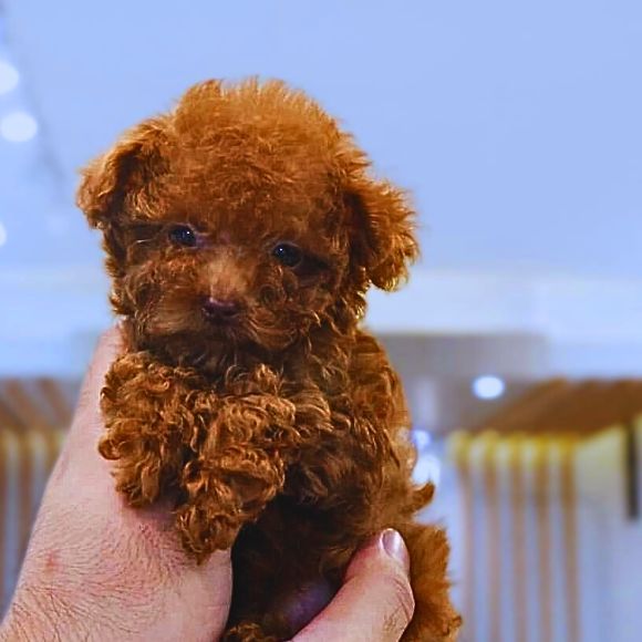 Poodle
