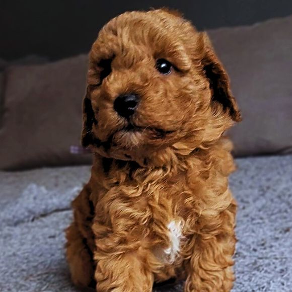 Poodle