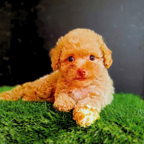Poodle