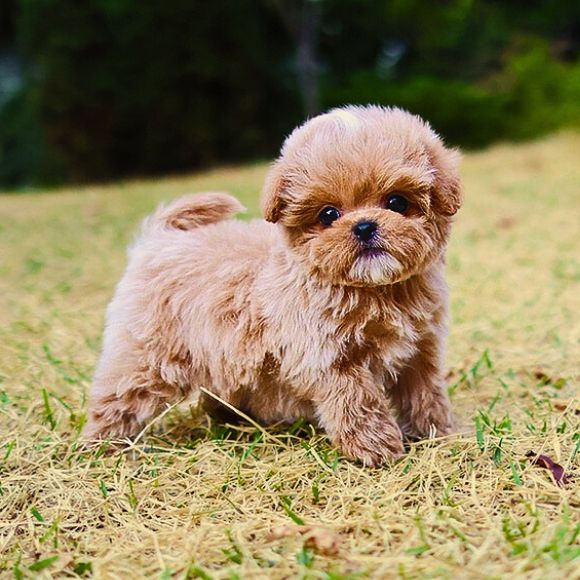 Poodle