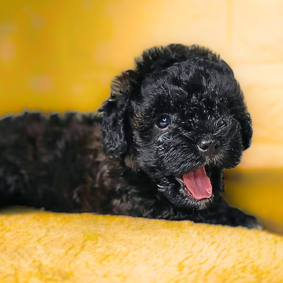 Poodle