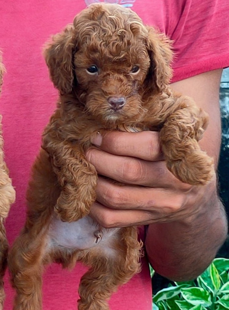 Poodle