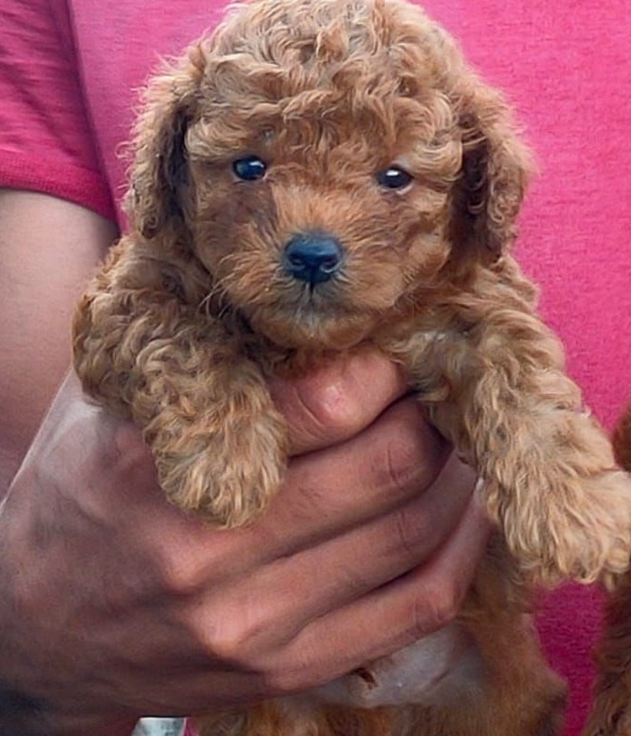 Poodle