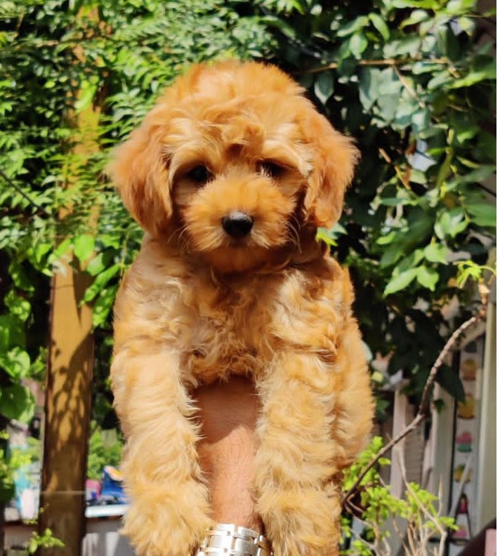 Poodle