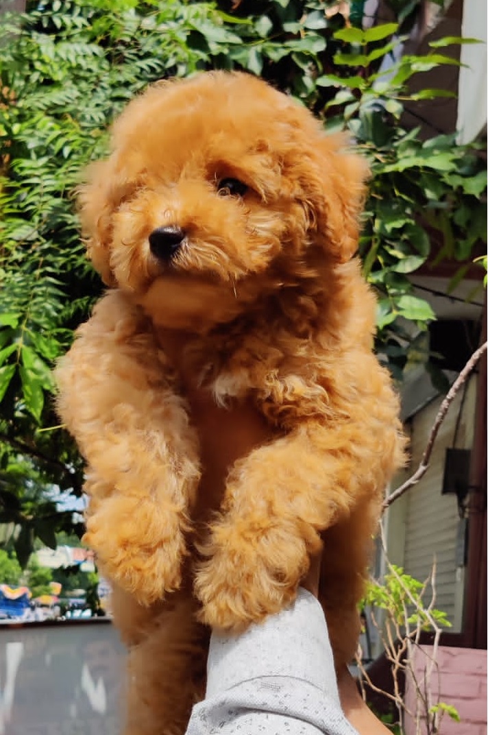 Poodle
