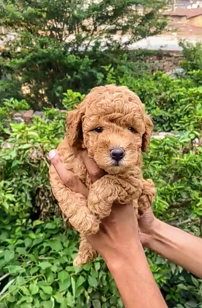 Poodle