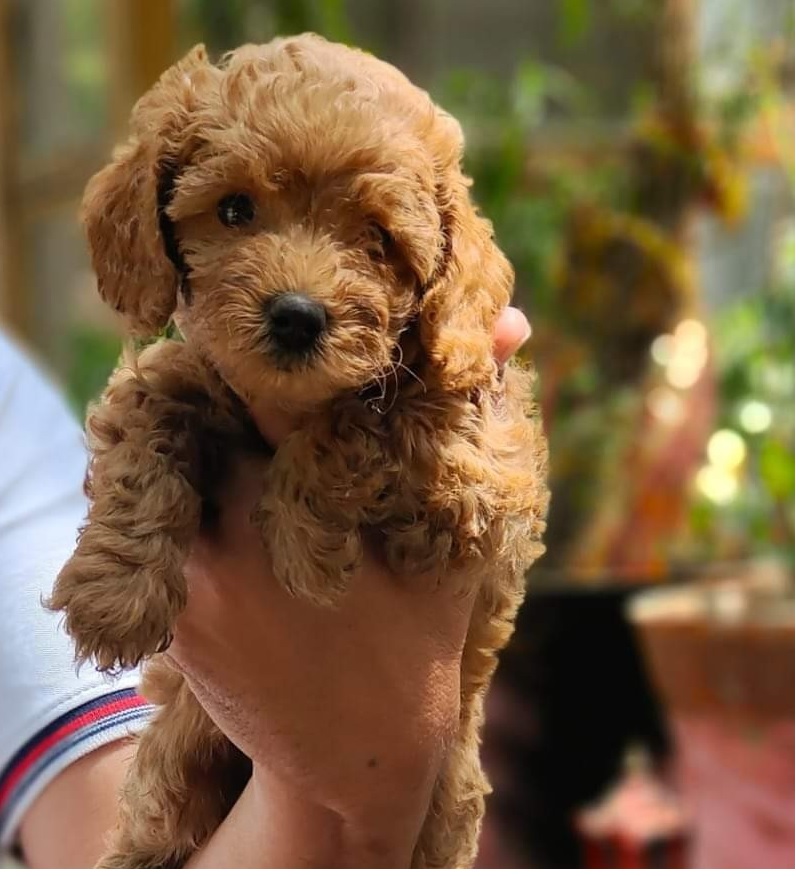 Poodle
