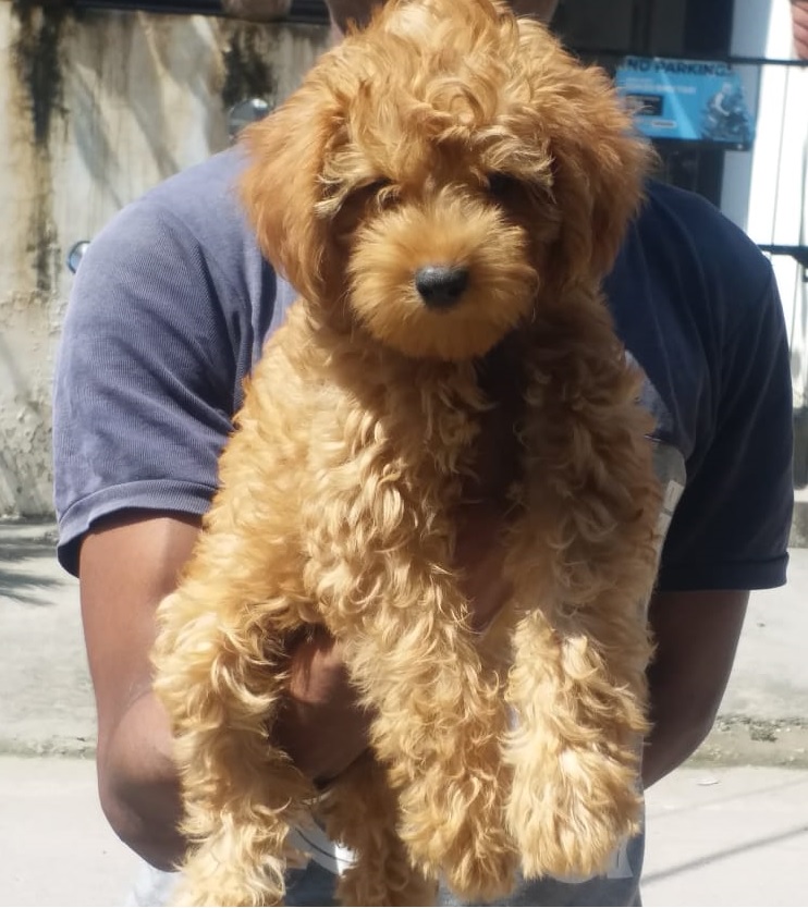 Poodle
