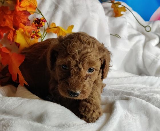 Poodle Puppies Available For In