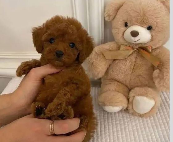 Poodle Dog Price In India In India How Much Is A Toy Poodle Cost