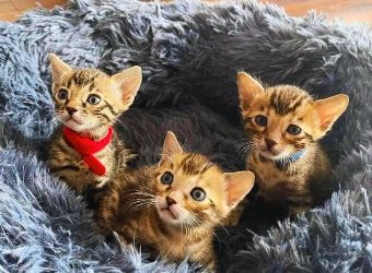 Cats For Sale : Buy Healthy Kittens for Sale Online in India