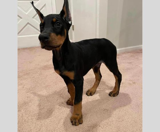 European Dobermans Fully Trained Doberman Pinschers For Sale Large