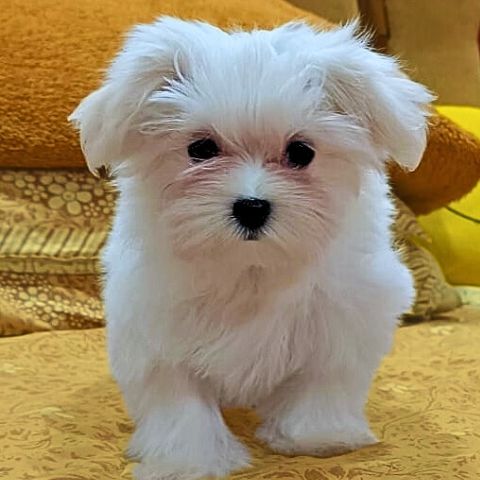 Maltese