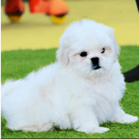 Maltese