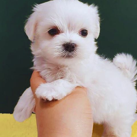 Maltese