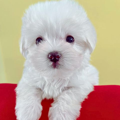 Maltese