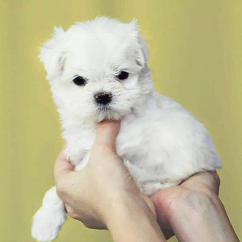 Maltese