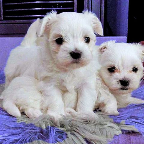 Maltese
