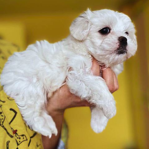 Maltese