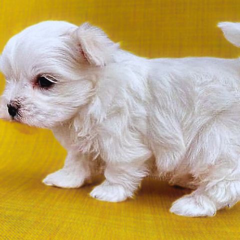 Maltese