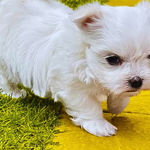 Maltese