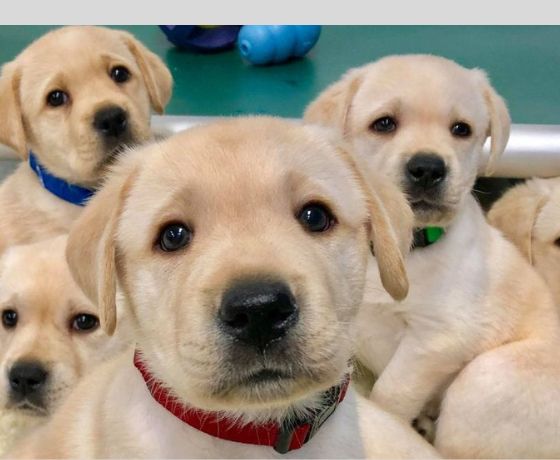 Labrador Dog Pet Dog Dealers Near Me Royal Canin Labrador