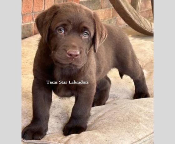 Labrador Dog Pet Dog Dealers Near Me I Want To Buy A Labrador