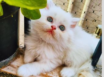 Cat Kitten Available For sale in India Breed n Breeder