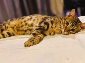 Bengal