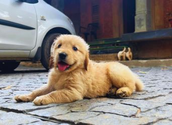 Golden Retriever