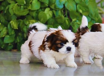 Shih Tzu