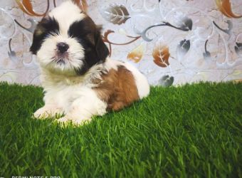 Shih Tzu