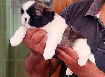 Shih Tzu