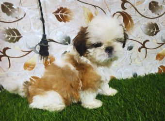 Shih Tzu