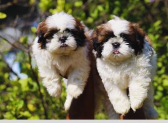 Shih Tzu