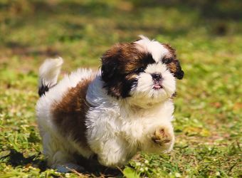 Shih Tzu