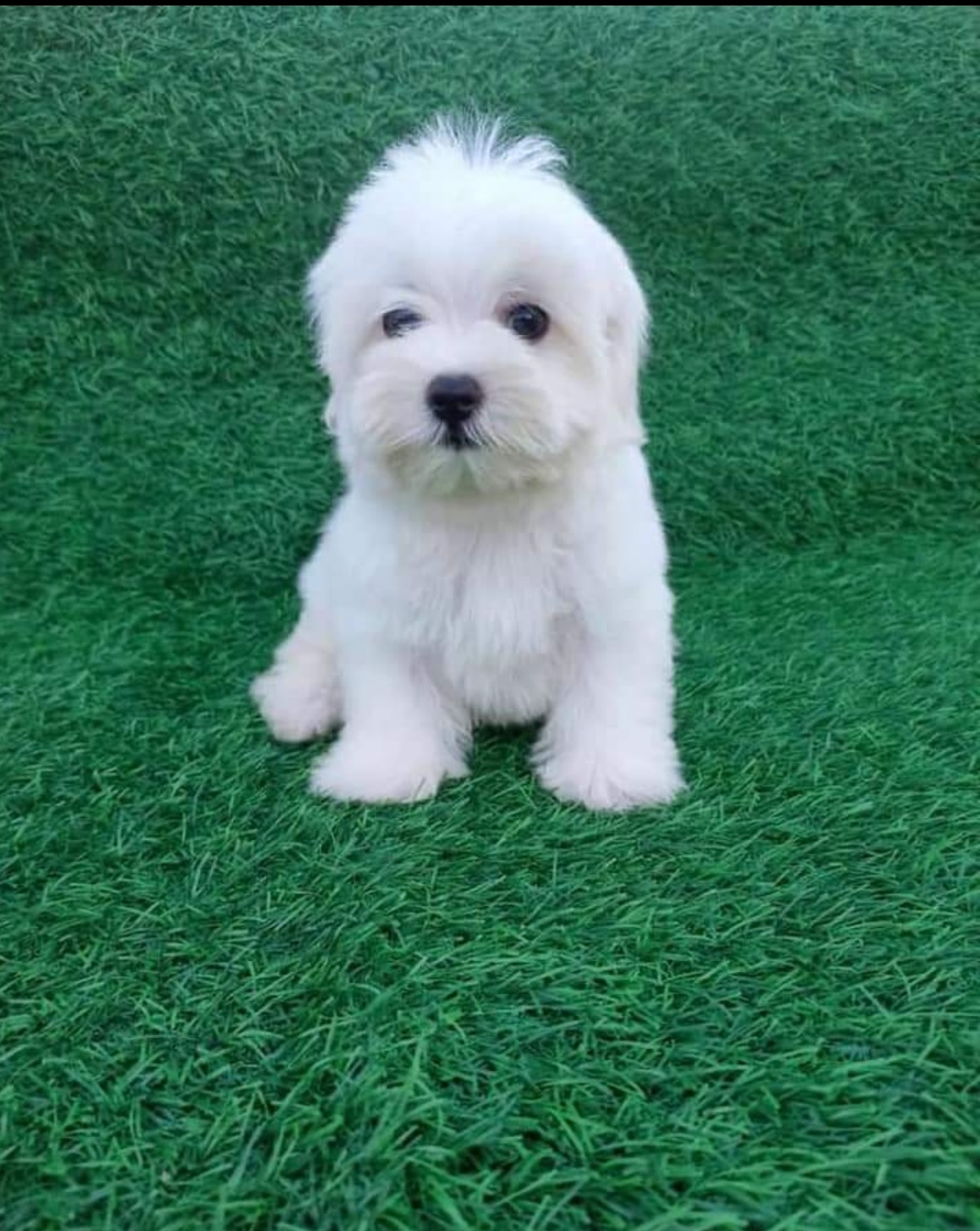 Maltese