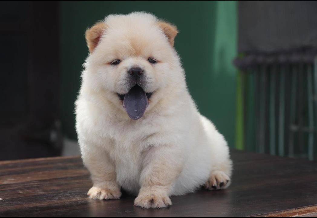 miniature chow for sale